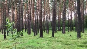Сосновый Бор Новосибирск