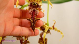 The spectacular Dendrobium spectabile Orchid! + Care tips