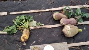 кормовые корнеплоды. свекла.