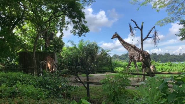 Unique facts about giraffe смотреть онлайн