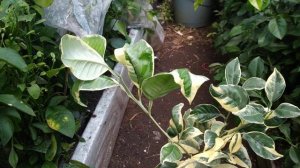 Прививка апельсна кара кара навел варієгата