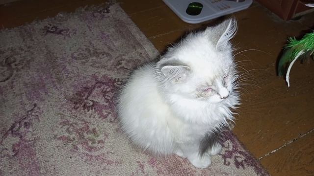 Белая и черная полоса?? смотреть онлайн