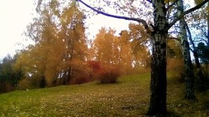 Осенний парк . Листопад . Шум ветра . 3 . 10 . 2019