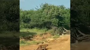 Национальный парк Яла / Yala national park