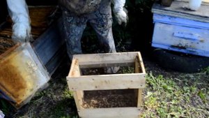 КАК ВСЁ ПРОСТО ЗАСЕЛИТЬ ДВУХМЕСТНЫЙ ОДНОРАМОЧНЫЙ МИКРОНУКЛЕУС ПЧЕЛОЙ