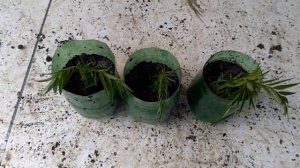 How to Grow Marigold from Cutting Fast and Easy | Marigold from Stem Cutting For roftop gardening