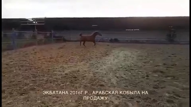 продажа лошади арабской чистокровной породы, кобылка ЭКБАТАНА 2016г.р.