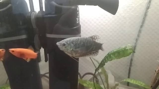 Ампулярии отложили икру. Новая рыбка в аквариуме. смотреть онлайн