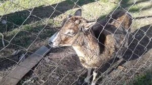 Кинбурнская коса.  Заповедник в песках на юге Украины. Не тронутые людьми волшебные территории.