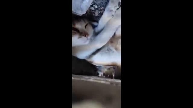 смешные котики