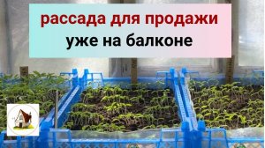 7. Рассада томатов для продажи уже на балконе.