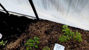 Посадка Перца"СЛАДКАЯ ПАПРИКА" в ТЕПЛИЦУ. 8 мая 2029г.