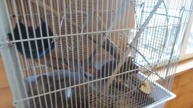 Бурунбук зоопарк Кемерово смотреть онлайн