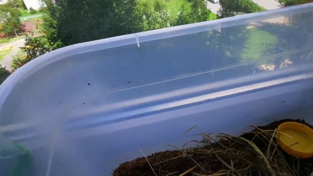 КАК ОБУСТРОИТЬ ТЕРРАРИУМ ДЛЯ ЯЩЕРИЦ! ОБУСТРОЙСТВО ТЕРРАРИУМА ДЛЯ ПРЫТКОЙ ЯЩЕРИЦЫ! EXO TOP смотреть онлайн