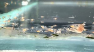 Как отнерестить Родостомуса и поднять малька. Секрет разведения!