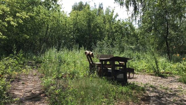 Нашествие бабочек. Кошка разломала гнездо и бегает за поводком