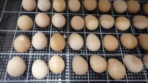 Инкубация яйц цесарок