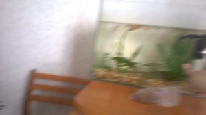 как содержать рыбок (гуппи) в домашних условиях