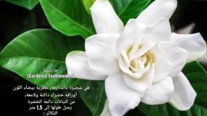 نبات الجاردينيا_Gardenia الاسم العلمي : Gardenia Jasminoides