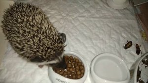 Миски и поилки для африканских ежей