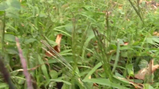 ЗАГОТОВКА ТРАВЫ ДЛЯ КОМПОСТА ОСЕНЬЮ. смотреть онлайн