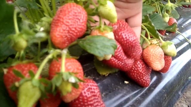 Обзор плодоношения клубники, сотр "Альба". Просто, "Бомба".... смотреть онлайн