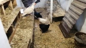 Поведение птицы. Определяем,несутся ли утки?