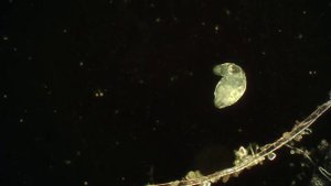 Конденсор тёмного поля своими руками