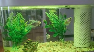 Акваферма. Аквариум Xiaomi Geometry Fish Tank Aquaponics Ecosystem C180 Standart Set белый