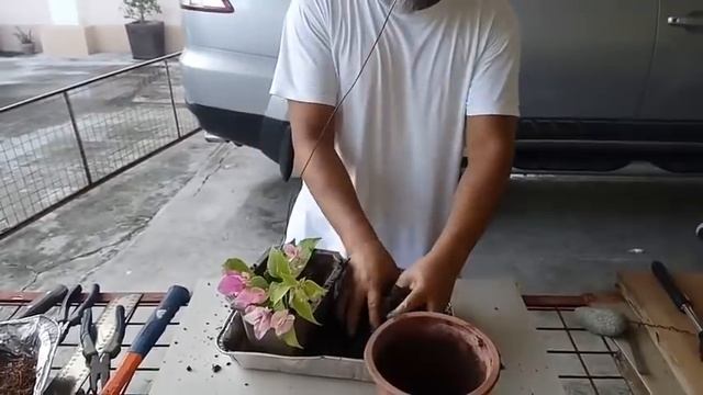 WOW! BOUGAINVILLEA INSTANT BONSAI | START TO BONSAI смотреть онлайн