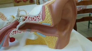 НАРУЖНОЕ УХО