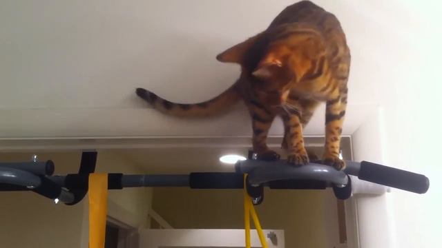 A Bengal Cat and Savannah Cat Workout. смотреть онлайн