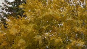 " Осенние листья"...  Autumn Leaves - Joseph Kosma -  Sax & Piano (Cover)