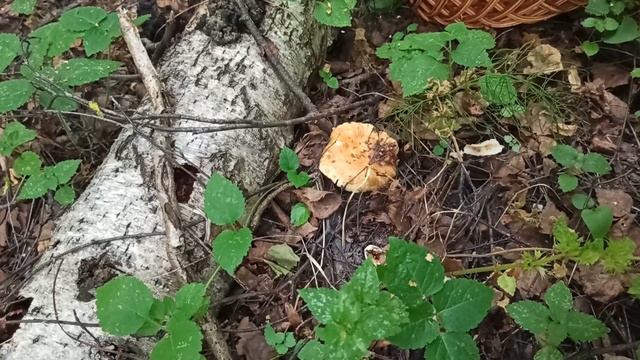 Жара, а грибы в лесу есть! Дубовики, валуи, трутовики, лисички | Лесные Прогулки смотреть онлайн