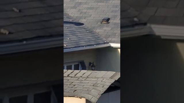 собака срет на крыше