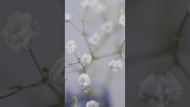 Домашняя магия...окрашивание гипсофилы смотреть онлайн