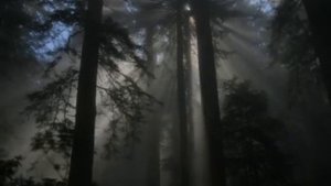 Пусть, я жила без времени. Татьяна Снежина.