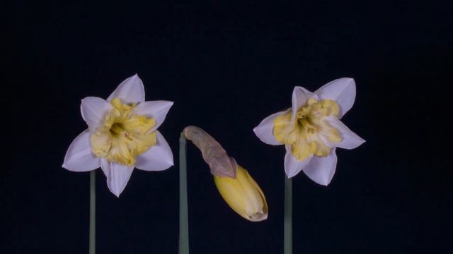 Daffodils - Easter Bells - Narcissus Blossom смотреть онлайн