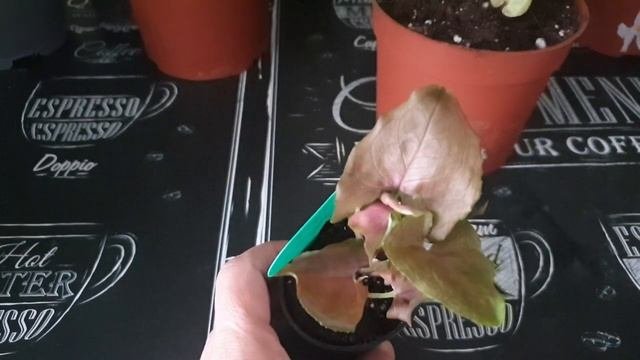 МОЯ НЕБОЛЬШАЯ КОЛЛЕКЦИЯ СИНГОНИУМОВ❤?