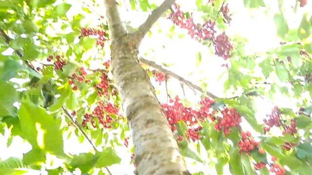 Черешня Мелитопольская Черная потенциал урожайности смотреть онлайн