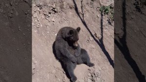 Во  Владивостоке медведь подошёл к людям