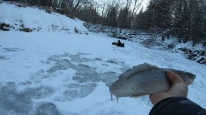 Крупный хариус на муху в лютый мороз.Главное-стратегия.