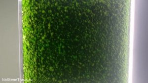 СТАБИЛИЗИРОВАННЫЙ МОХ 45 КВАДРАТОВ!