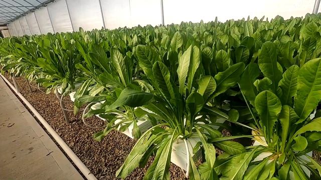 Starting Hydroponic Tomatoes in the Dutch Bucket System смотреть онлайн