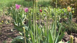 Тюльпаны - дивные весенние цветы