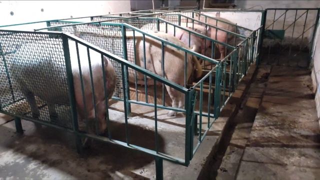 хряк Лёлик как пробник. Нужен ли Кабан в хозяйстве. смотреть онлайн