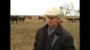 Кабардинская порода лошадей