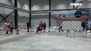 Ирландский Сеттер Выставка Краски лета