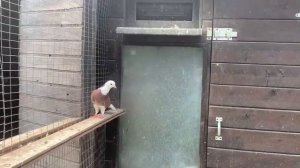 Бакинские широкохвостые голуби Акбаши продам оптом 89034451665
