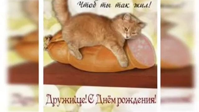 Музыкальная открытка с Котами? Приколы с котами !забавные животные)